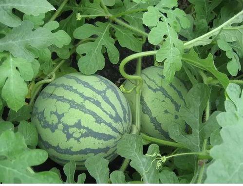 春春吃瓜,揭秘娱乐圈的甜蜜与苦涩