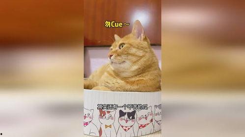 猫老师吃瓜,揭秘娱乐圈幕后故事