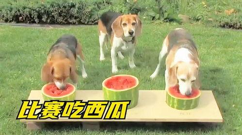 狗子和我视频吃瓜,视频记录欢乐时光