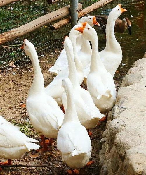 吃瓜少女大鹅,揭秘娱乐圈背后的那些事儿