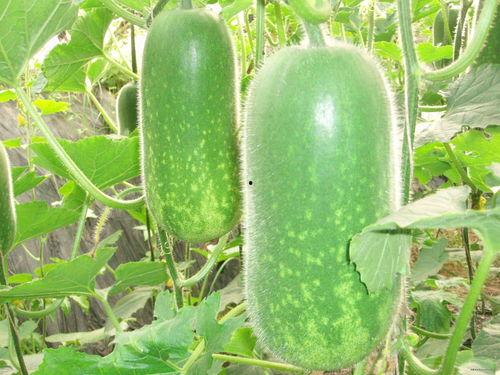 石码吃瓜,揭秘当地特色美食背后的故事