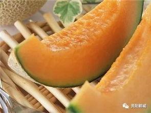 用勺子吃的哈密瓜是什么瓜,揭秘勺子哈密瓜的独特魅力