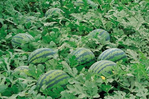 纯洁小镇吃瓜群,吃瓜群里的欢乐时光