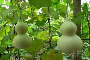 宝宝可以吃葫芦瓜吗,宝宝辅食新选择，营养美味两不误